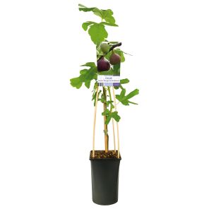 FICUS CARICA 'ROUGE DE BORDEAUX' 1265676.JPEG