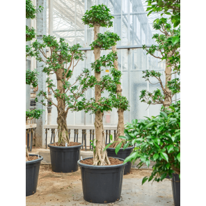 ficus compacta etage.png