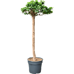 ficus compacta op stam l.png