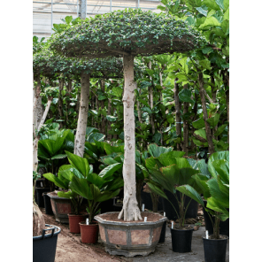 Ficus compacta paraplu.png