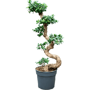 ficus compacta s.png