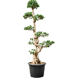 ficus compacta xl.png