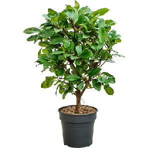 ficus cyathistipula vertakt m.png