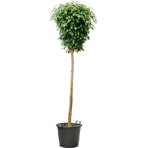 ficus danielle op stam xxxxl_1.png