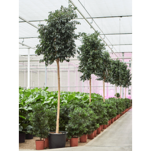 ficus danielle op stam xxxxl.png
