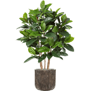 ficus elastica in Baq Luxe Lite Universe Waterfall 1.png