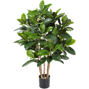 Ficus elastica PNG.png