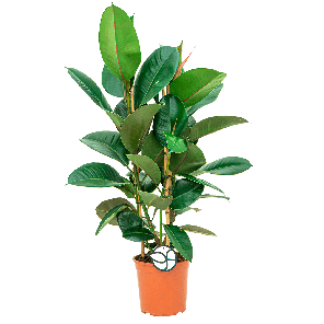 Ficus Elastica robusta toef M 1.2.png