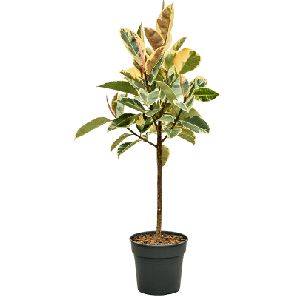 ficus elastica tineke op stam.png