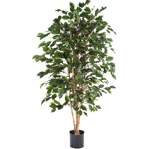 Ficus Exotica PNG.png