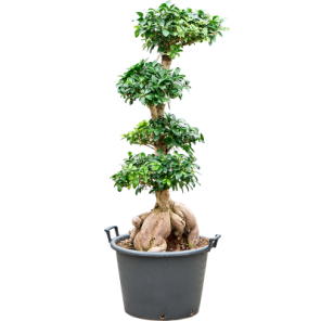 ficus ginseng xxl_1.png