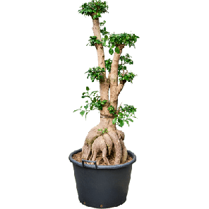ficus ginseng.png