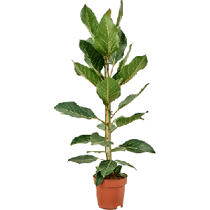 Ficus Joy.png