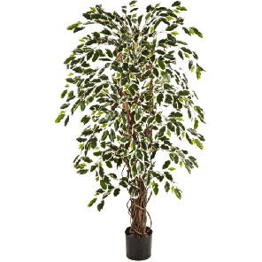 Ficus liana variegata PNG.png