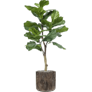 Ficus lyrata in Baq Luxe Lite Universe Waterfall 1.png