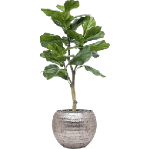 Ficus lyrata in Baq Opus Hammered Zilver 1.png