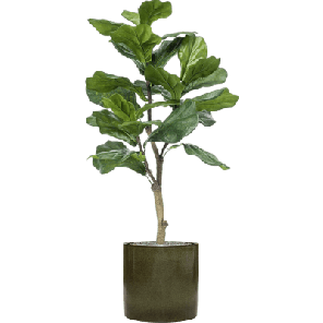 Ficus lyrata in Cylinder 1.png