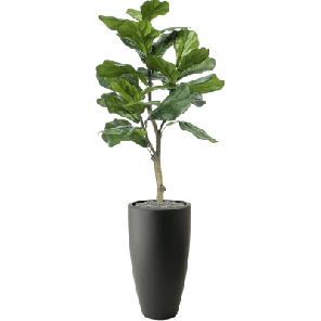Ficus lyrata in Pure 1.png