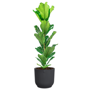 Ficus Lyrata in vibes antraciet.png