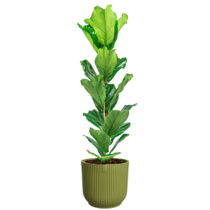 Ficus Lyrata in vibes groen.png