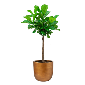 Ficus Lyrata op stam in Capi Nature Retro Gold .png