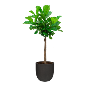 Ficus Lyrata op stam in Capi Urban Egg sierpot - zwart.png