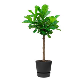 Ficus Lyrata op stam in Elho Greenville Round DM 40 - zwart - antraciet.png