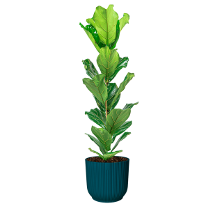 Ficus Lyrata Small in Elho Vibes XL - blauw.png