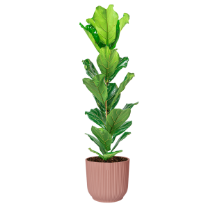 Ficus Lyrata Small in Elho Vibes XL - roze.png