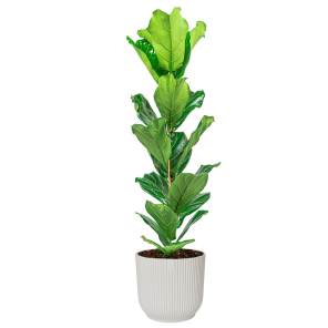 Ficus Lyrata Small in Elho Vibes XL - wit.png