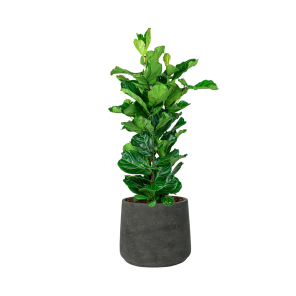 Ficus Lyrata Straight L in Patt XXL sierpot - antraciet.png