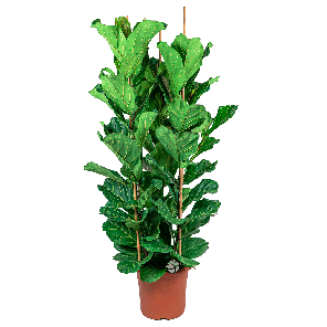 Ficus Lyrata straight XL 1(2)_1.png