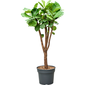 Ficus lyrata vertakt 2_1.png