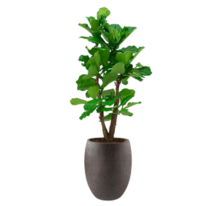 Ficus Lyrata vertakt large in Luca Lifestyle Tall Balloon M concrete - bruin .png