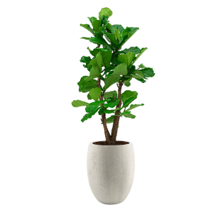 Ficus Lyrata vertakt large in Luca Lifestyle Tall Balloon M concrete - wit.png