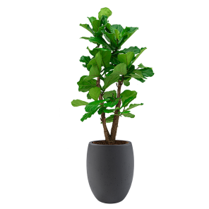 Ficus Lyrata vertakt large in Luca Lifestyle Tall Balloon M concrete - zwart.png