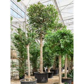 Ficus macrophylla xxxxl.png