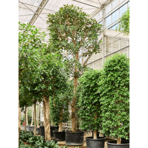 Ficus macrophylla xxxxxl.png