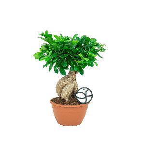 Ficus microcarpa compacta 1(2).png