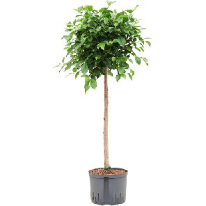 Ficus microcarpa ‘Nitida’ medium.png