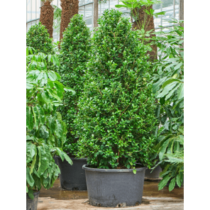 ficus moclame piramide.png