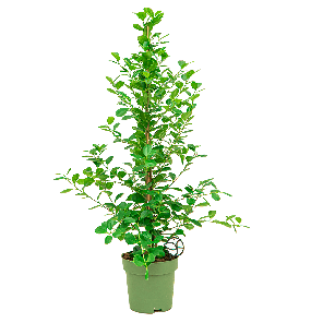 Ficus moclame Toef 1(2).png