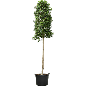 ficus nitida op stam xxxxxl.png