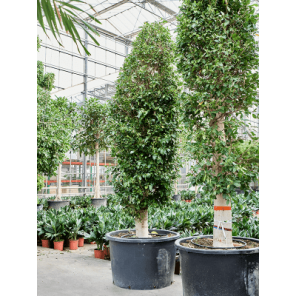 ficus nitida piramide.png