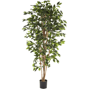 Ficus Nitida PNG.png