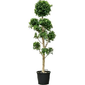 ficus nitida pon xxxl.png