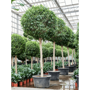 ficus nitida stam xxxl.png