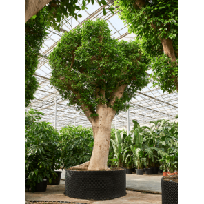 ficus nitida stam xxxxxl.png