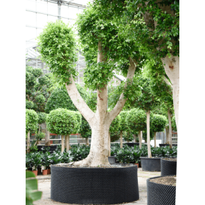 ficus nitida vertakt xxxl.png