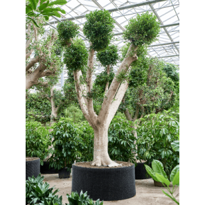 ficus nitida vertakt xxxxxl.png